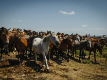 sociedad/sociedad-medio-ambiente/20260529/caballos-salvajes-espana-especie-extincion-previene-incendios-forestales_421255