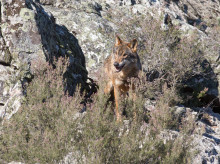 campo-y-caza/20260526/ecologistas-acusan-comunidades-manipulacion-politica-aplicar-ley-lobo_421644