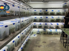 espana/comunidad-valenciana/20260529/golpe-trafico-marihuana-valencia-confiscacion-16000-plantas-naves-industriales_422879