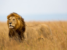 ciencia/20260603/leon-cavernas-realmente-leon-analisis-genetico-desmonta-sabiamos-sobre-esta-especie_424825