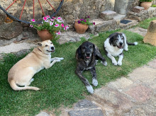 ciencia/20260803/influye-tamano-vive-perro-cns_444361