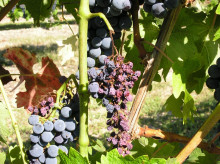 espana/galicia/20260608/alerta-vitivinicola-galicia-amplia-cuarentena-flavescencia-dorada_426329