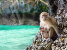 sociedad/20260608/muere-nino-seis-anos-tailandia-atacado-mono-mascota-abuelo_426496