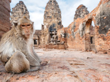 sociedad/20260608/muere-nino-seis-anos-tailandia-atacado-mono-mascota-abuelo_426496