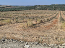 espana/la-voz-de-cordoba/economia/20260609/gusano-cabezudo-arrasa-almendro-cordoba-pese-prevision-cosecha-record_426709