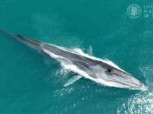 espana/comunidad-valenciana/20260715/127-ballenas-rorcuales-avistadas-costas-alicante_439967