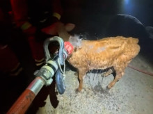 espana/madrid/20260725/ume-auxilia-animales-durante-extincion-incendio-robledo-chavela_443629