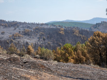 sociedad/sociedad-medio-ambiente/20260727/incendios-forestales-han-quemado-172000-hectareas-ano-seis-veces-2025_443960
