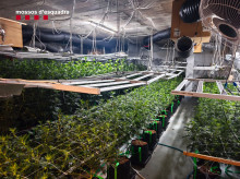 espana/cataluna/tarragona/20260727/mossos-desmantelan-cultivo-marihuana-tarragona-e-intervienen-44000-euros-escondidos_444126