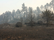 espana/castilla-y-leon/20260729/incendio-avila-encara-fase-estabilizacionno-movido-centimetro_444756