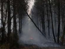 sociedad/sociedad-medio-ambiente/20260815/asi-herramienta-mide-humedad-vegetacion-tiempo-real-prevenir-incendios_444205
