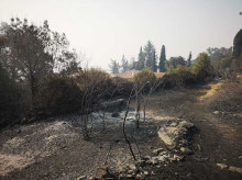 espana/castilla-y-leon/20260727/milagro-guisando-fuego-arrasa-cerro-monasterio-toros-salvan-llamas_444227