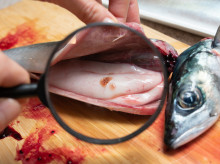 salud-y-bienestar/bienestar/alimentacion/20260819/como-acabar-anisakis-falsos-mitos-aun-persisten_444408