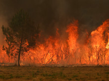 sociedad/sociedad-medio-ambiente/20260731/vegetacion-no-puede-contener-ningun-fuego-cualquier-incendio-puede-quemarlo-todo_444540
