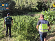 espana/comunidad-valenciana/20260729/albaneses-convierten-paraje-natural-valencia-enorme-plantacion-marihuana_444730