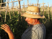 espana/andalucia/malaga/20260804/tomate-malagueno-sobrevivio-pequenas-huertas-ahora-conquista-alta-cocina-sabe-antes_444791