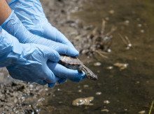 espana/comunidad-valenciana/20260730/emotiva-reintroduccion-tortuguitas-acuaticas-escuela-verano-bioparc-valencia_445118