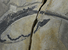 ciencia/20260730/fosil-permite-identificar-organos-internos-reptil-marino-prehistorico_445146