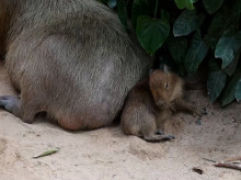 internacional/20260730/nong-wan-capibara-promete-convertirse-estrella-zoologico-chonburi-tailandia_445159