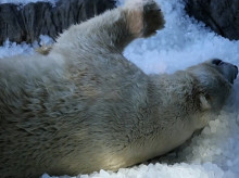 sociedad/20260730/intenso-calor-pone-prueba-osos-polares-zoologico-praga_445255