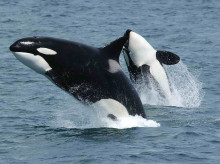 espana/galicia/20260801/ultimo-hundimiento-biologo-aclara-orcas-son-peligro-personas-galicia_445911