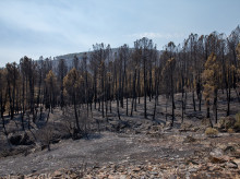 espana/castilla-la-mancha/20260803/ccoo-clm-reclama-inversion-regional-proteger-medio-natural-luchar-contra-incendios_446396