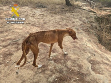 espana/baleares/20260805/horror-ibiza-perro-muerto-cuatro-borde-muerte-abandono_447131