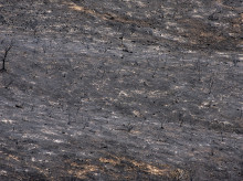 espana/madrid/20260805/ayuso-agradece-fundacion-alicia-koplowitz-donacion-150000-euros-incendio-sierra-oeste_447189