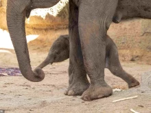 espana/madrid/20260806/nace-cria-elefante-sumatra-peligro-critico-extincion-zoo-aquarium-madrid_447243