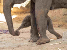 espana/madrid/20260806/nace-cria-elefante-sumatra-peligro-critico-extincion-zoo-aquarium-madrid_447243