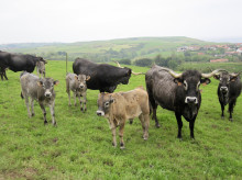 campo-y-caza/20260829/conflicto-nunca-imaginado-pueblo-cencerros-vacas-son-problema_447825