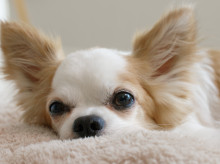 espana/baleares/20260808/pagas-950-euros-no-ves-le-roban-perrita-le-exigen-rescate-propina_447907