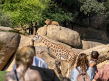 espana/comunidad-valenciana/20260810/bioparc-valencia-alerta-declive-leon-elefante-reclama-esfuerzos-evitar-extincion_448134