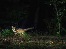 sociedad/20260811/hacen-animales-cuando-dia-convierte-noche-proyecto-observara-naturaleza-durante-eclipse_448669