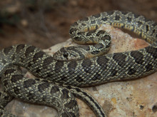 espana/andalucia/20260813/serpiente-aparece-bajo-cama-paciente-hospital-jaen-segunda-quince-dias_449036