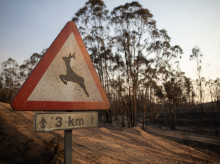 espana/andalucia/20260814/incendio-niebla-grave-hectareas-andalucia-somos-pueblo-muerto-como-nuestra-tierra_449511