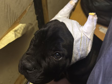 espana/comunidad-valenciana/20260815/catorce-detenidos-trama-practicaba-amputaciones-esteticas-ilegales-perros_449616