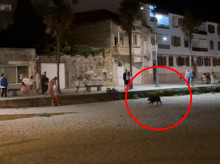 espana/galicia/20260817/inesperado-paseo-nocturno-jabali-playa-galicia_449888