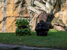 espana/comunidad-valenciana/20260817/gorila-virunga-celebra-10-anos-fiesta-salvaje-bioparc-valencia_450076