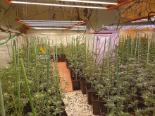 espana/madrid/20260818/guardia-civil-desmantela-paracuellos-jarama-plantacion-marihuana-2150-plantas_450262