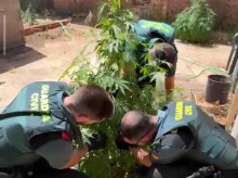 espana/castilla-la-mancha/20260818/bar-doble-negocio-casasimarro-guardia-civil-descubre-55-plantas-marihuana-patio_450330