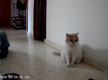 espana/20260818/camara-seguridad-graba-reaccion-gato-durante-terremotos-granada_450373
