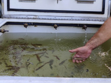 espana/galicia/20260819/cerca-medio-millar-peces-evacuados-rio-pontevedra-sequia-extrema_450570