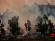 espana/galicia/20260820/humo-incendios-portugal-esta-galicia-sanidad-gallega-pide-cerrar-ventanas-usar-mascarilla_450809