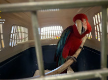 espana/la-voz-de-cordoba/actualidad/20260820/guacamayo-rojo-aparecido-vivienda-destapa-posible-tenencia-ilegal-cordoba_450846
