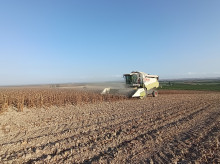 espana/la-voz-de-cordoba/economia/20260821/asaja-cordoba-advierte-girasol-apenas-cubre-costes-produccion_451176