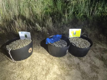 espana/galicia/20260821/sorprenden-cuatro-furtivos-150-kilos-berberecho-parque-natural-corrubedo_451191