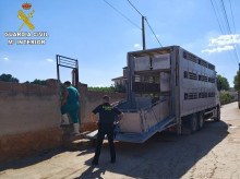 espana/castilla-la-mancha/20260821/ruidera-sacrifica-28-ovejas-incumplir-normativa-sanidad-animal-parcela-cadaveres-estiercol_451223