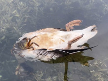 sociedad/sociedad-medio-ambiente/20260821/cantabria-preve-tener-breve-resultados-sobre-aves-muertas-ria-san-martin-suances_451312