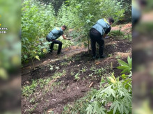 espana/galicia/20260822/macroplantacion-oculta-monte-lugo-intervienen-243-plantas-marihuana_451417